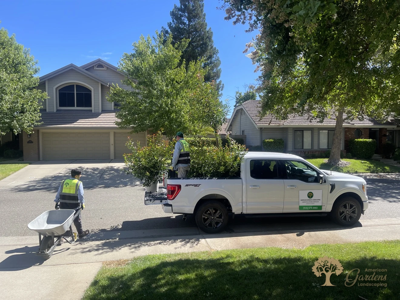 A white pickup loaded with potted plants in Gold River, one American Gardens Landscaping crew member in the truck bed and another unloading with a wheelbarrow