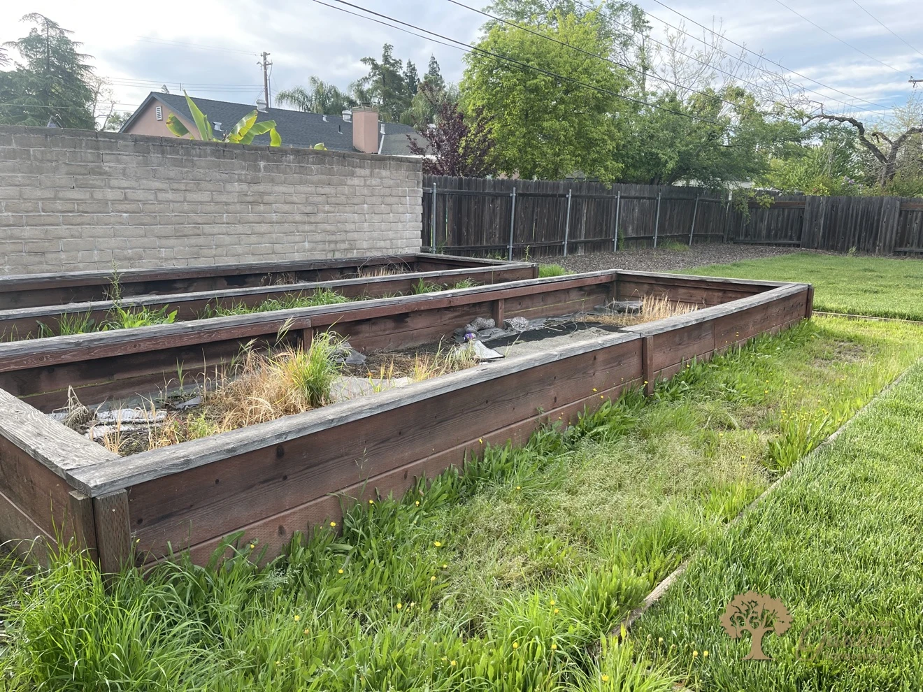 Overgrown raised garden beds and weeds before a backyard cleanup in Carmichael