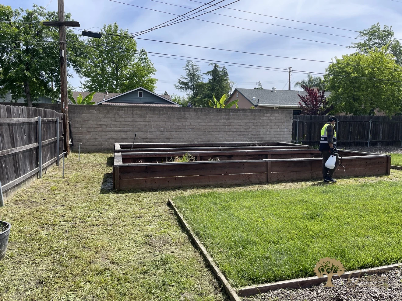Backyard and raised beds after weeding and cleanup in Carmichael, crew member with a sprayer