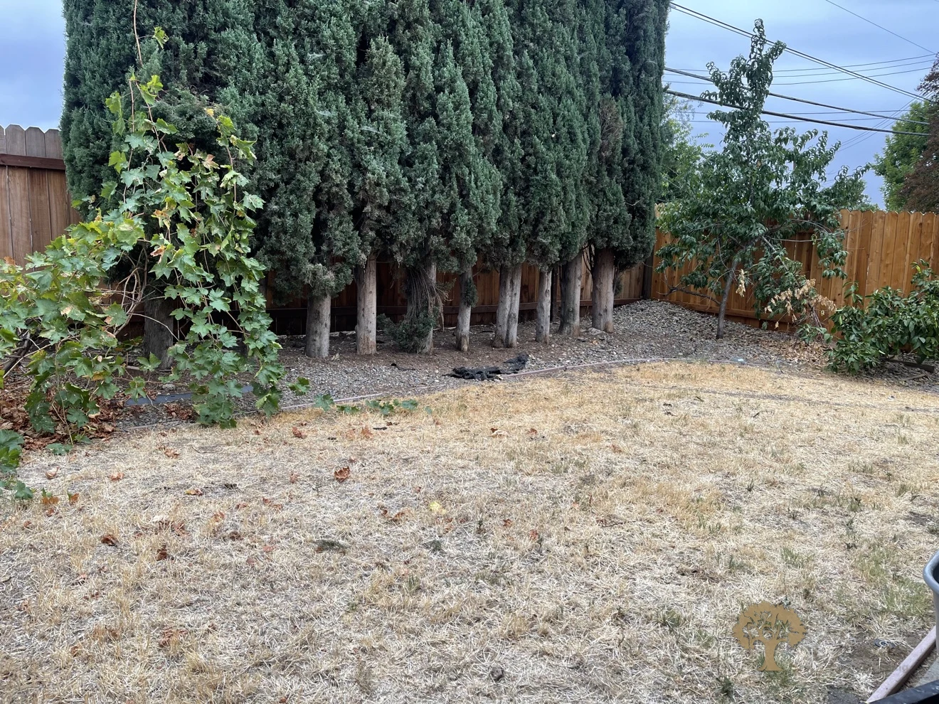 Carmichael Backyard Landscaping – Before: Dead, Dry Lawn – American Gardens Landscaping