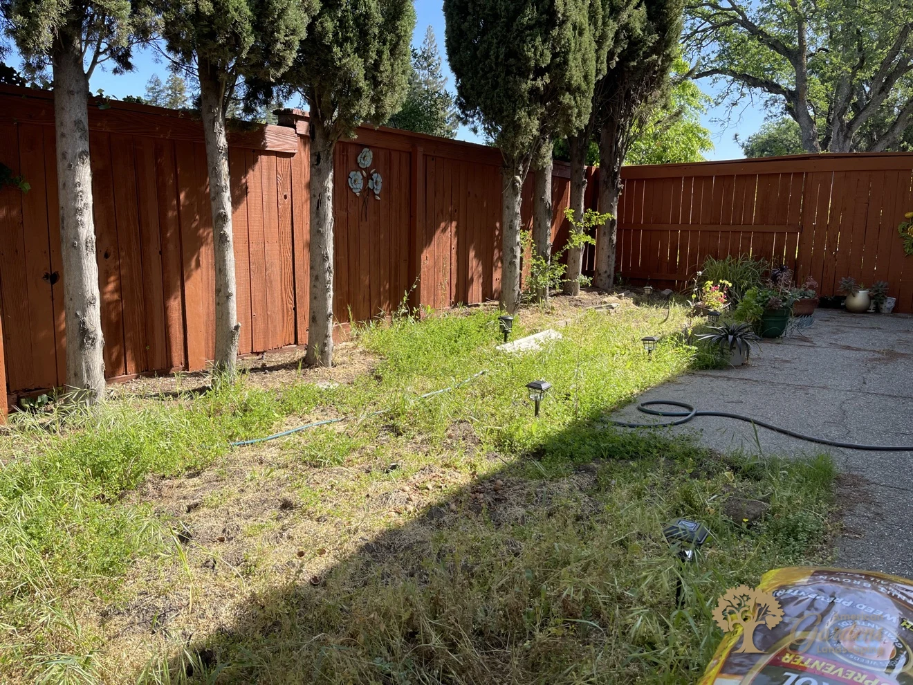 Citrus Heights Backyard Landscaping – Before: Overgrown Side Yard – American Gardens Landscaping