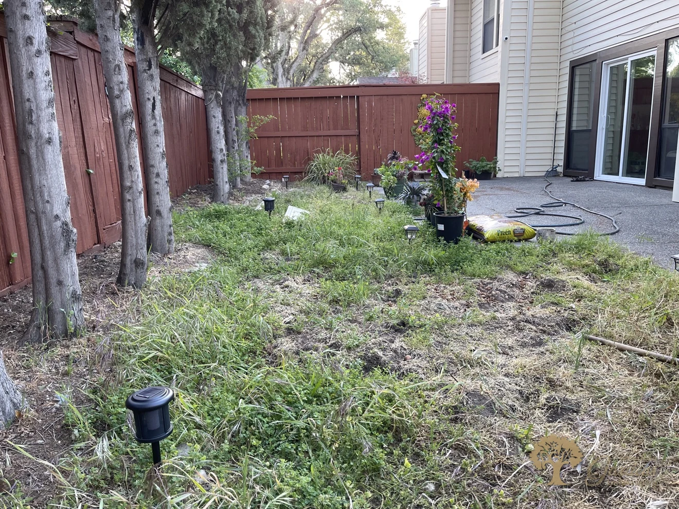 Citrus Heights Backyard Landscaping – Before: Weedy Backyard – American Gardens Landscaping