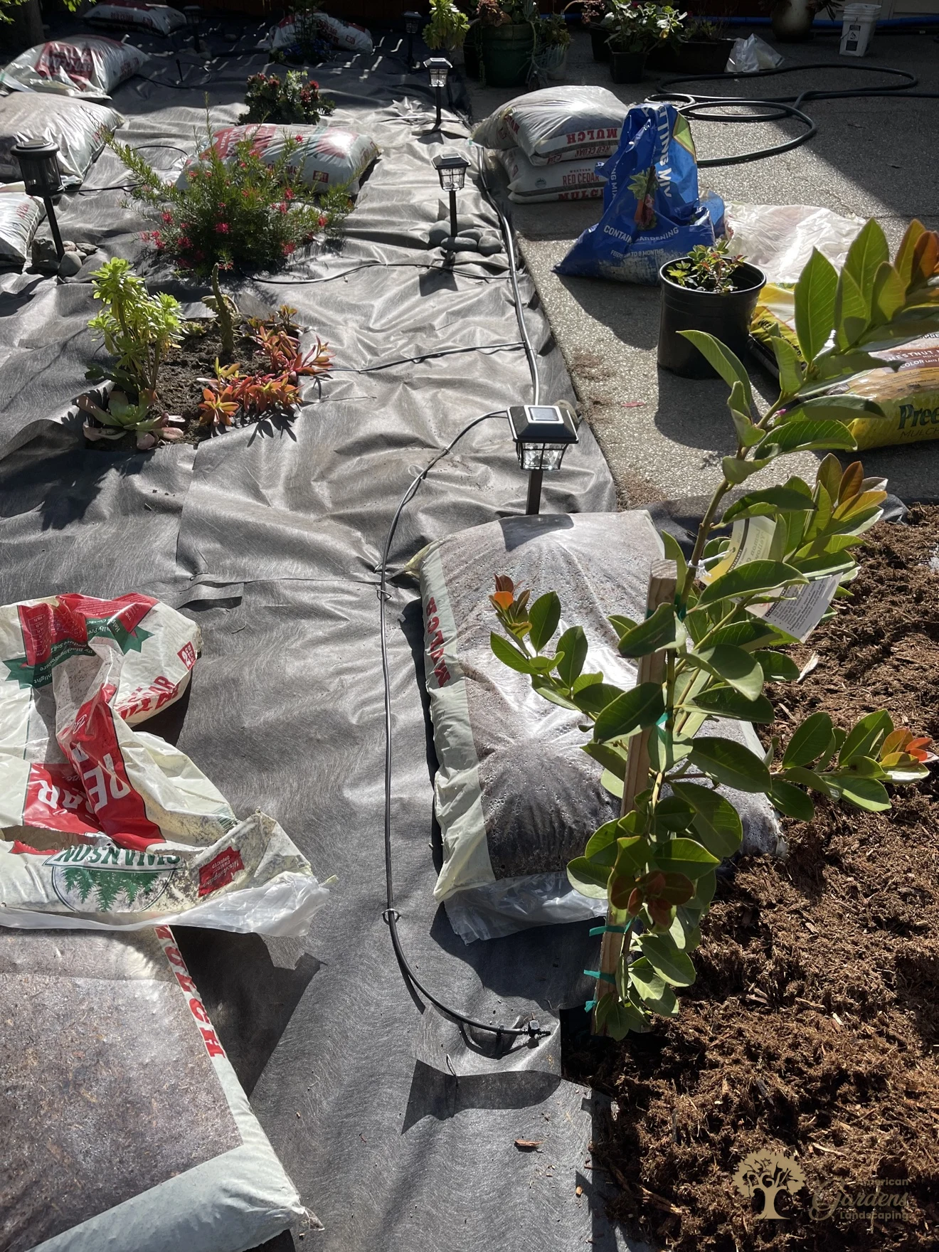 Citrus Heights Backyard Landscaping – Drip Lines and Young Citrus Tree Planted – American Gardens Landscaping
