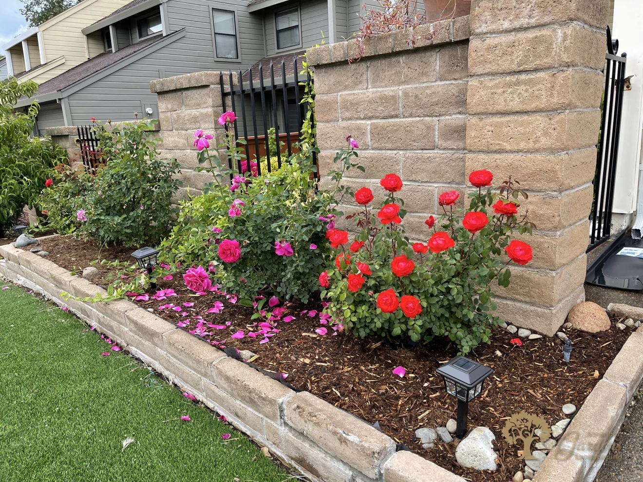 Citrus Heights Backyard Landscaping – Finished Rose Bed at the Block Wall – American Gardens Landscaping
