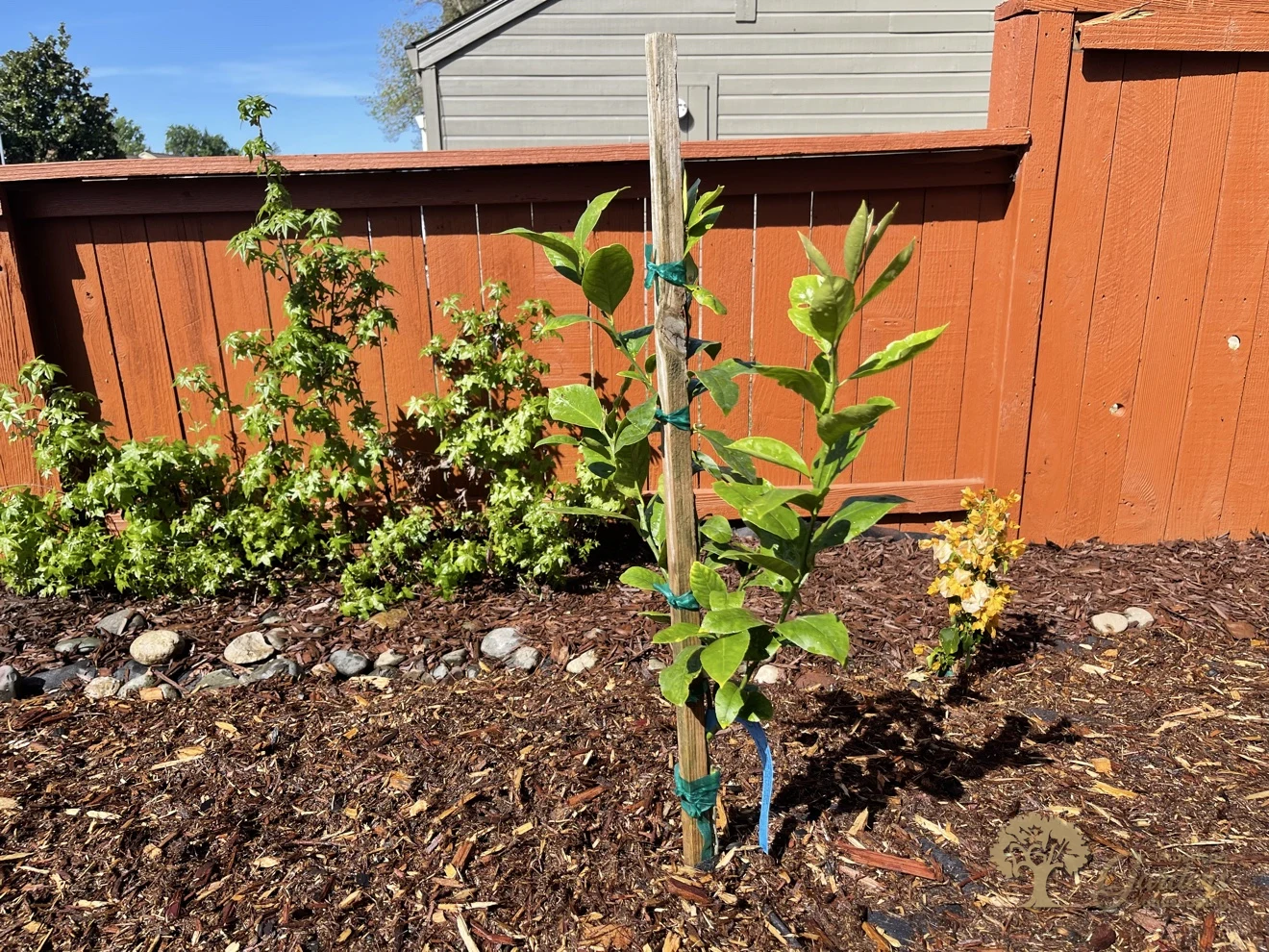 Citrus Heights Backyard Landscaping – Young Citrus Tree in Fresh Mulch – American Gardens Landscaping