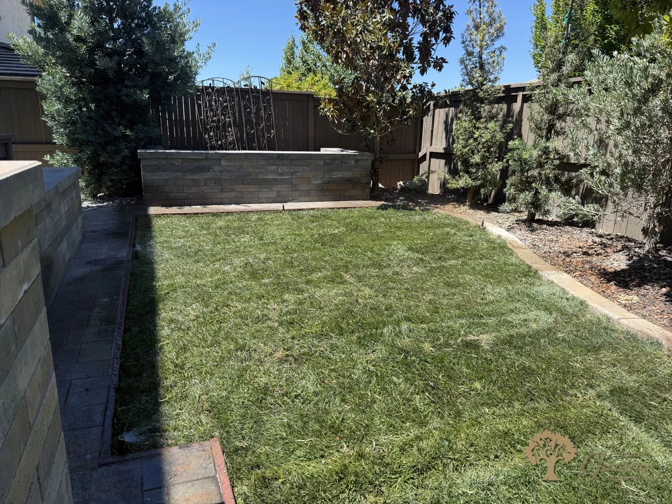 Finished lawn below the new raised planter wall in a Serrano backyard in El Dorado Hills, by American Gardens Landscaping.