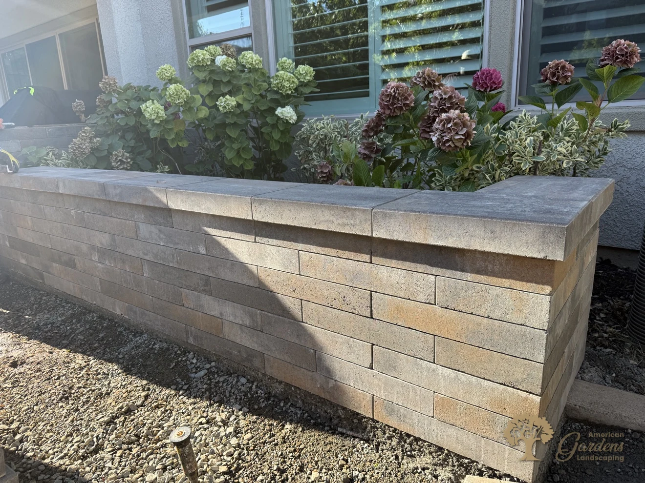 Finished raised planter wall with hydrangeas along the house in El Dorado Hills' Serrano neighborhood, by American Gardens Landscaping.