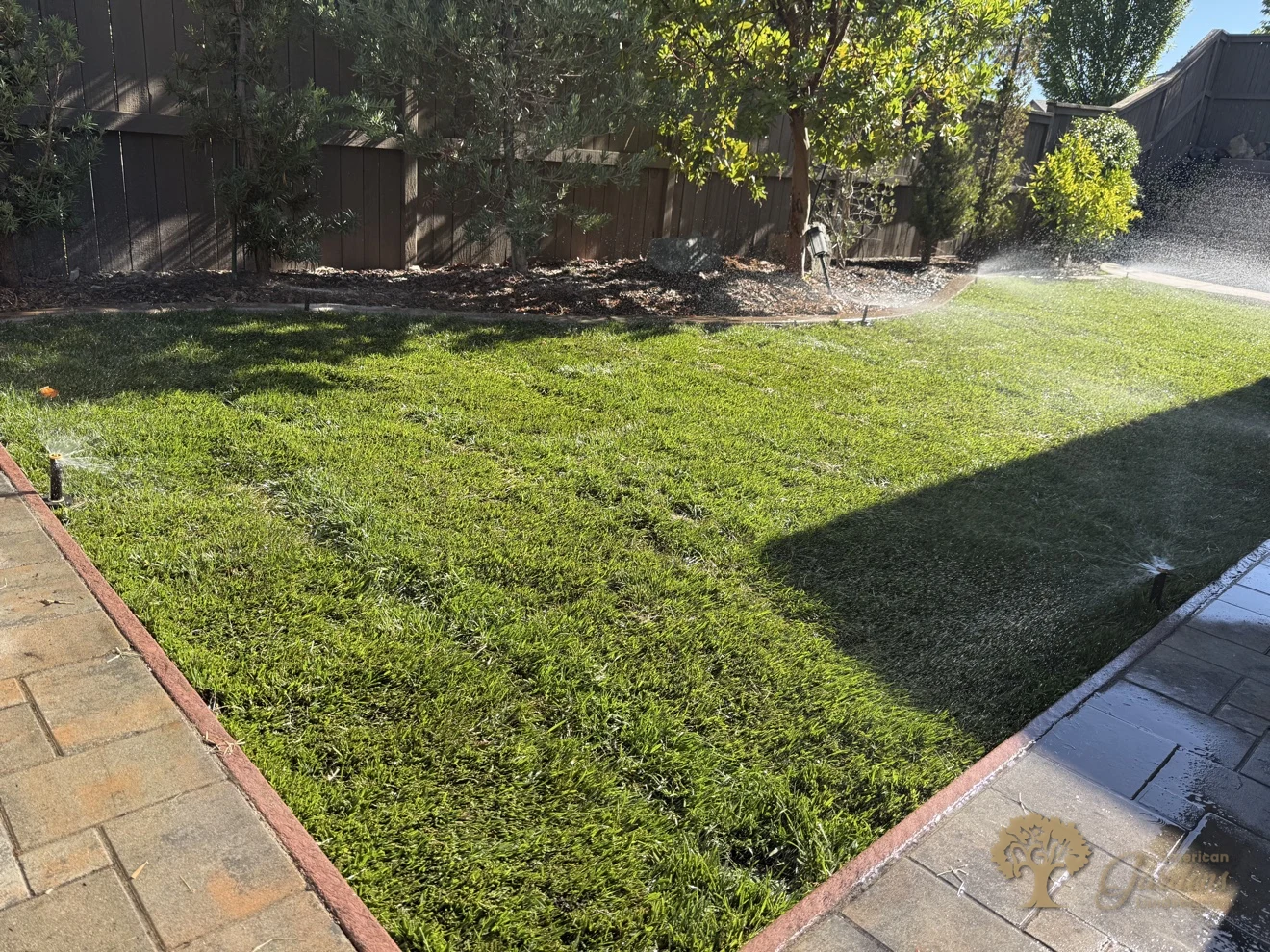 Sprinkler heads along the paver walkway watering the new lawn in a Serrano backyard in El Dorado Hills, by American Gardens Landscaping.