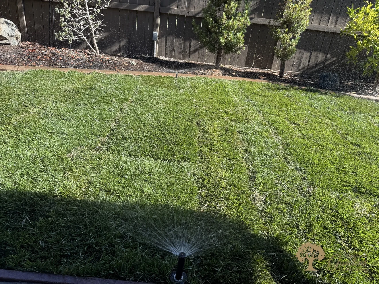Close-up of a pop-up sprinkler head spraying the new sod in El Dorado Hills, by American Gardens Landscaping.