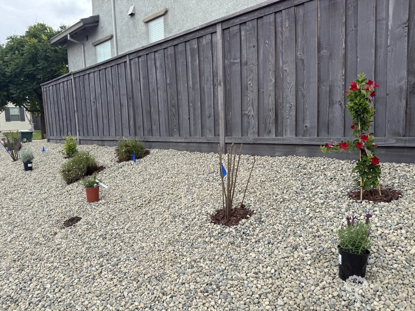 Fair Oaks Planting – American Gardens Landscaping