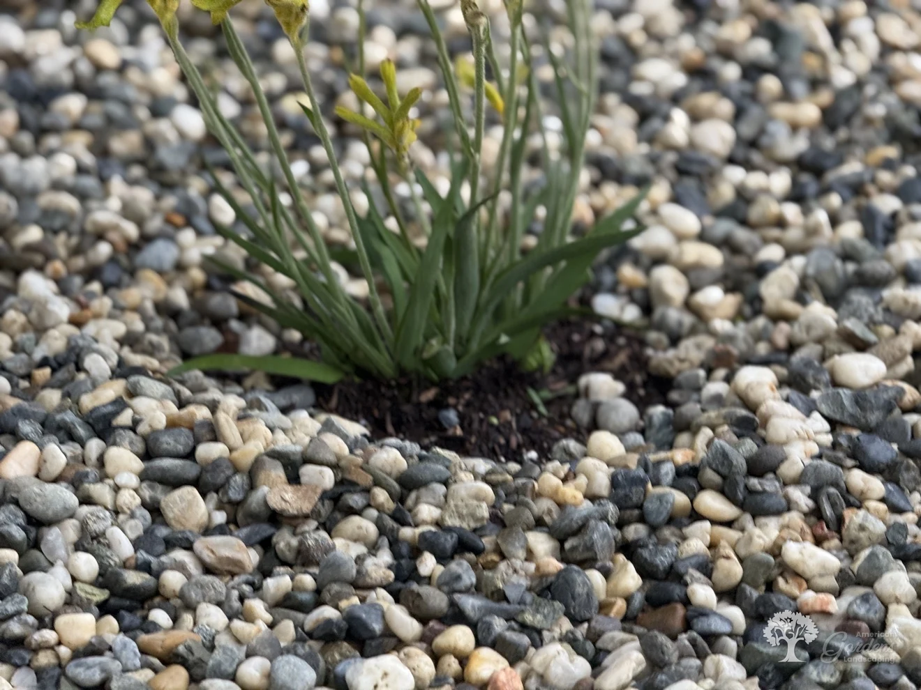 Fair Oaks Planting – American Gardens Landscaping