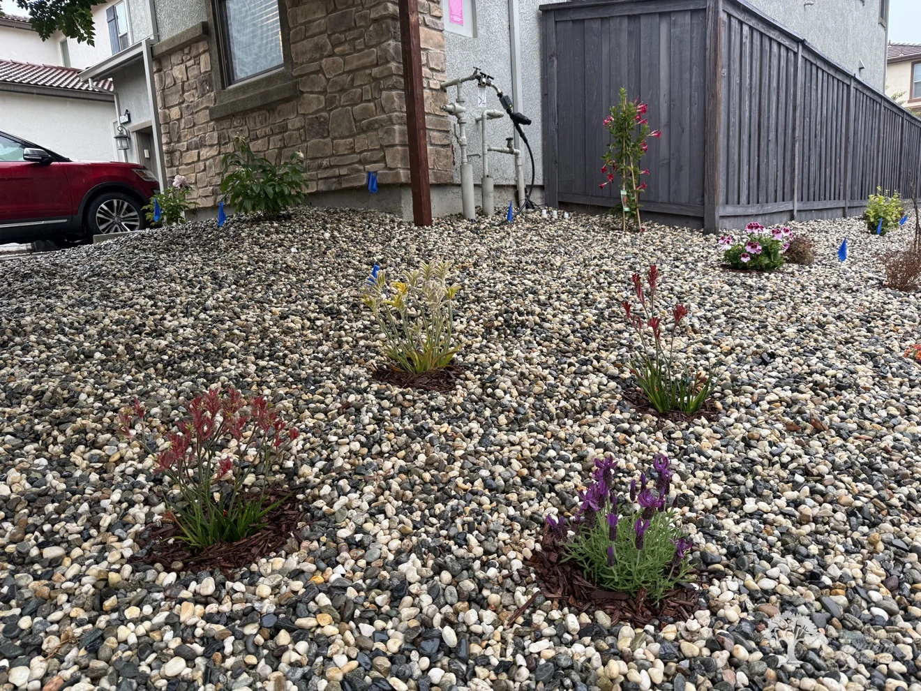 Fair Oaks Planting – American Gardens Landscaping