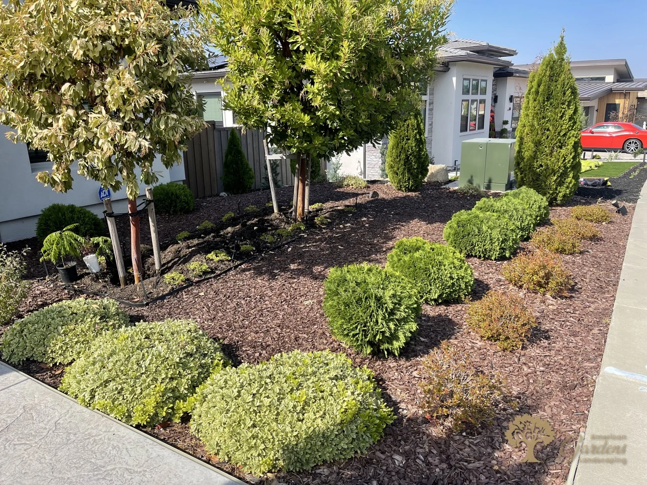 Front yard xeriscaping with chocolate bark mulch and new shrubs in Folsom