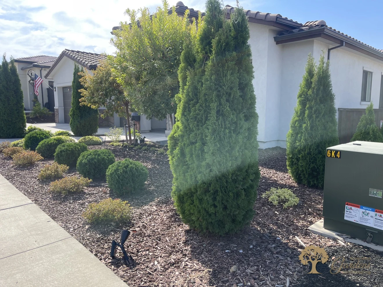 Low-water front yard landscaping with arborvitae and bark mulch in Folsom