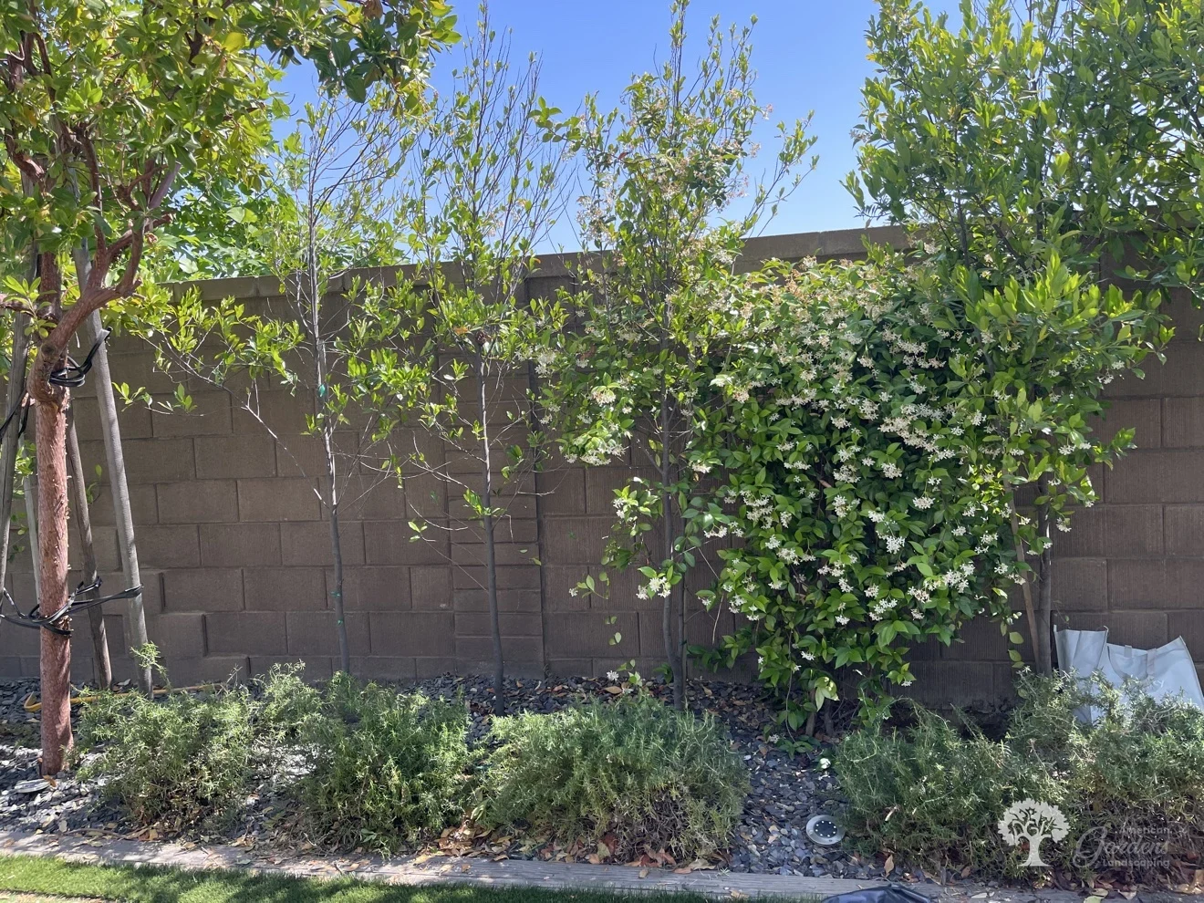 Folsom Planting – American Gardens Landscaping