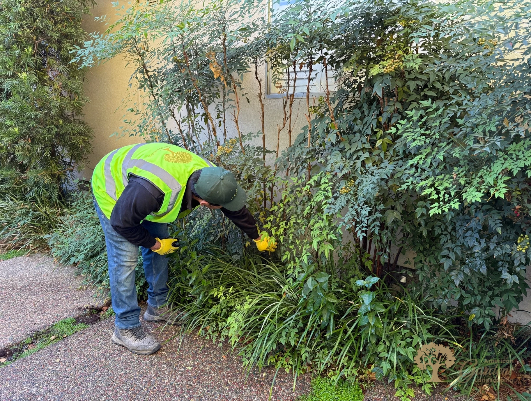 Irrigation repair work in a planted Fair Oaks garden bed