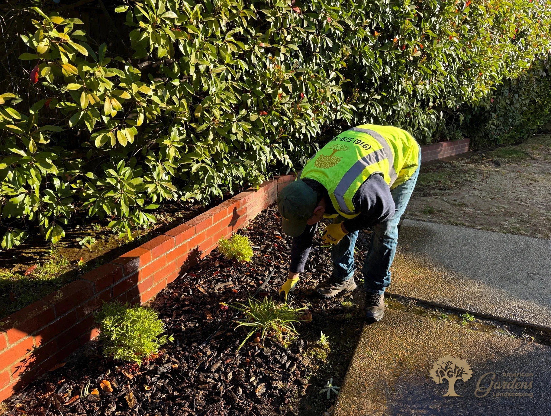 Checking drip irrigation lines in a mulched Fair Oaks garden bed