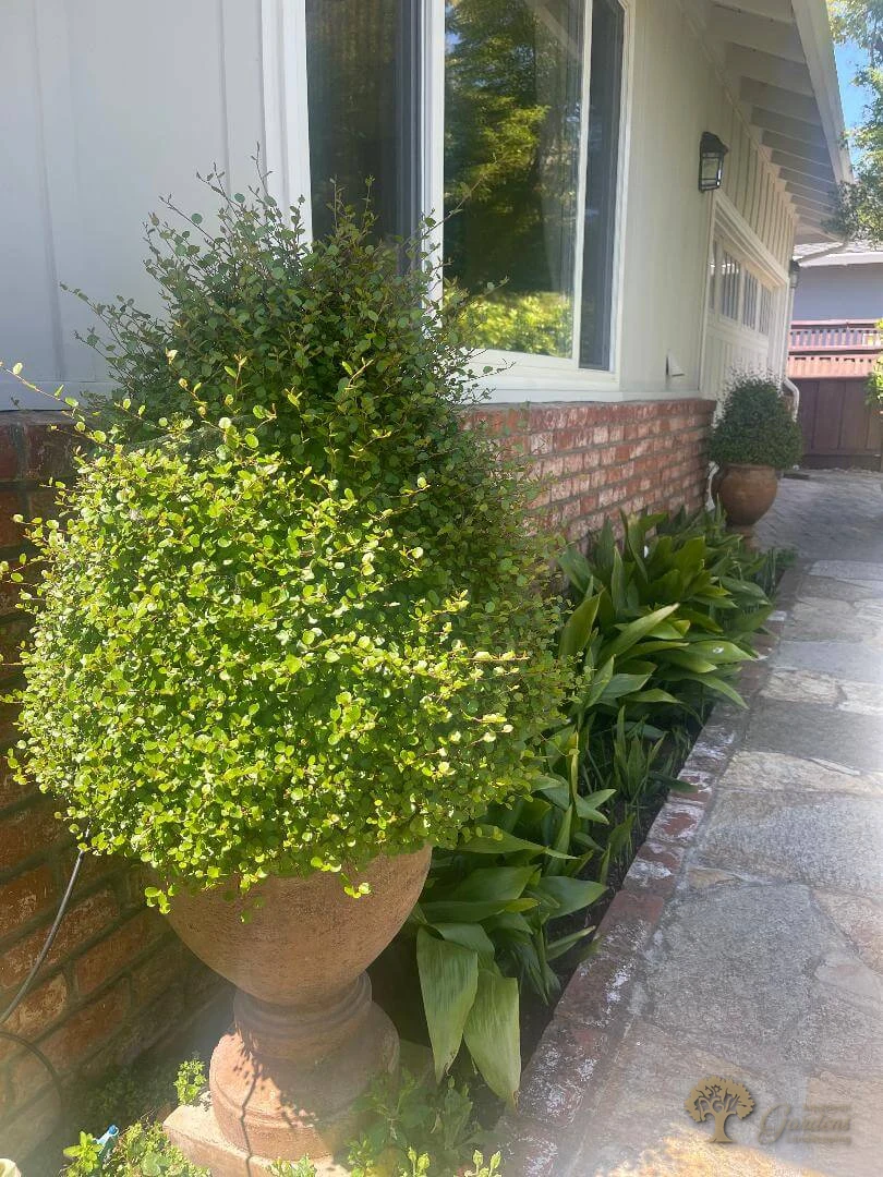 Potted container garden arrangement by American Gardens Landscaping — large shrub in a terracotta urn by a brick house