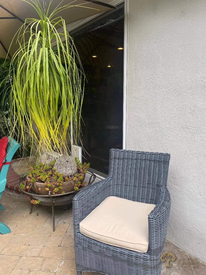 Potted container garden arrangement by American Gardens Landscaping — ponytail palm in a pot on a patio table