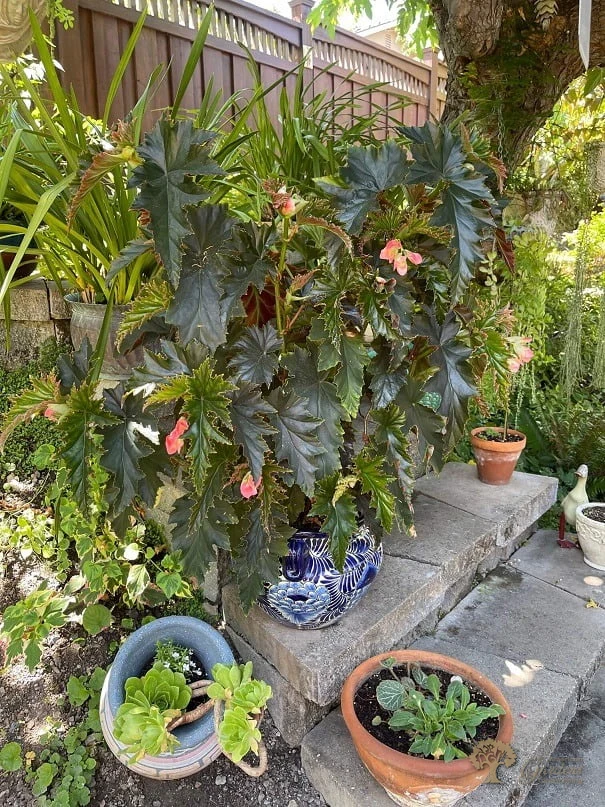 Potted container garden arrangement by American Gardens Landscaping — flowering begonia in a blue ceramic pot on stone steps