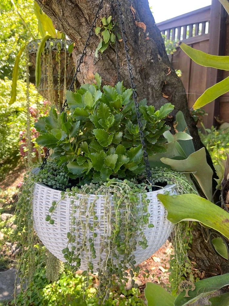 Potted container garden arrangement by American Gardens Landscaping — lush green plants in a white hanging basket