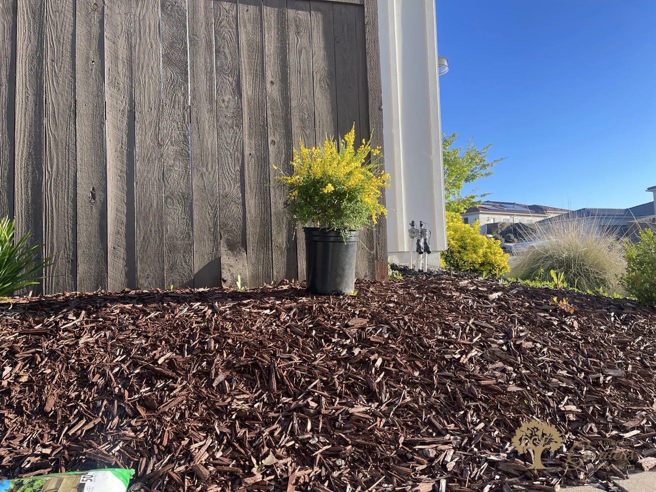 Potted yellow-flowering shrub on a fresh bark mulch bed beside a wooden fence in Rocklin