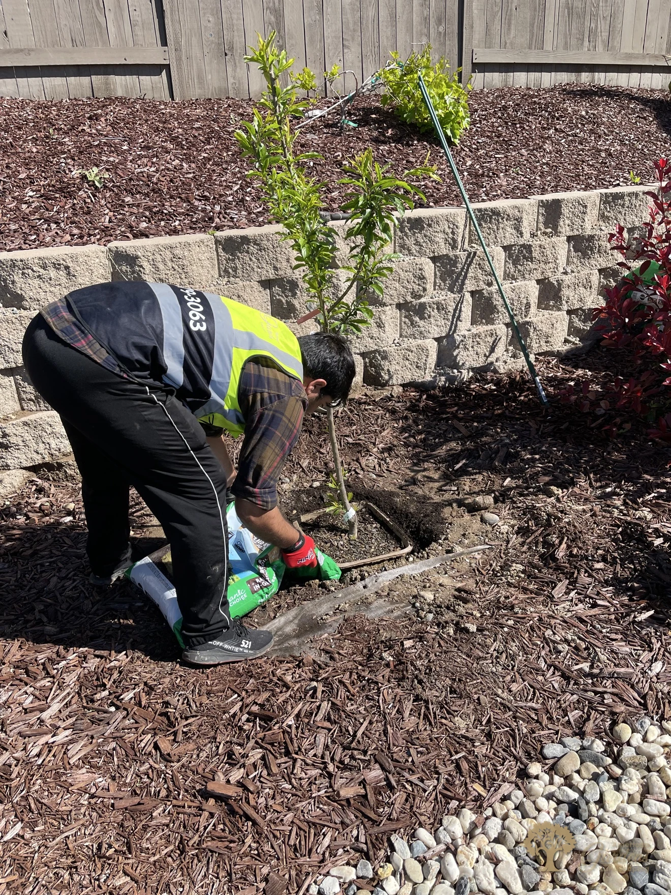Crew member planting a young tree in a bark mulch bed in front of a block retaining wall in Rocklin