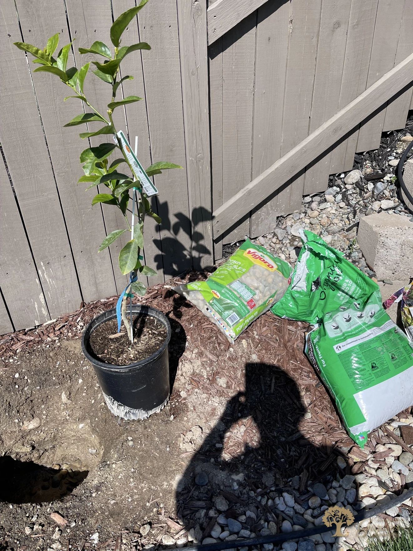 Potted young citrus tree with planting soil and pebbles ready beside a fence in Rocklin
