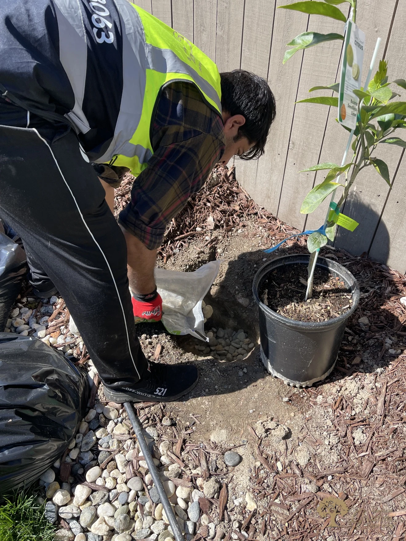 Crew member adding pebbles to the planting hole for a young citrus tree in Rocklin