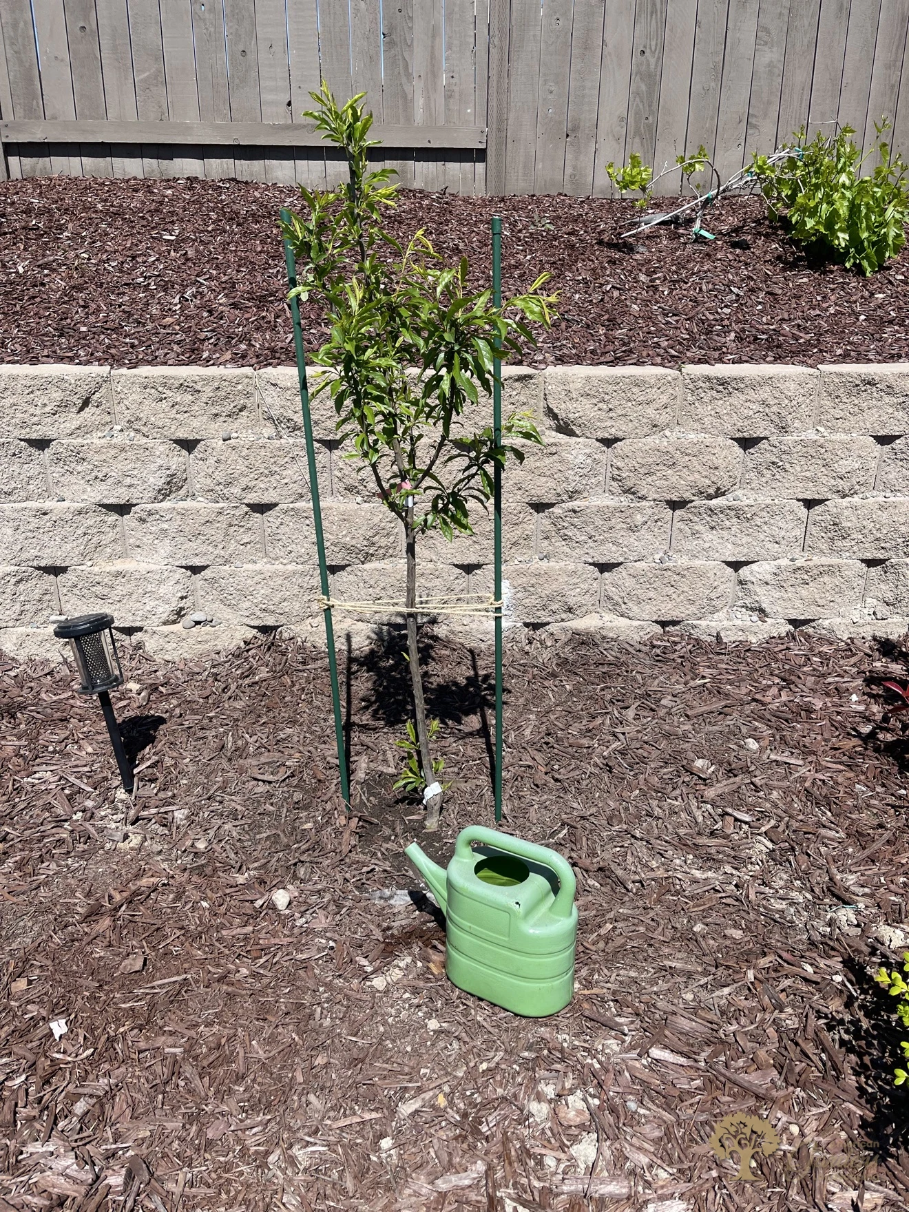 Newly planted young tree staked with a watering can in a bark mulch bed in front of a block retaining wall in Rocklin