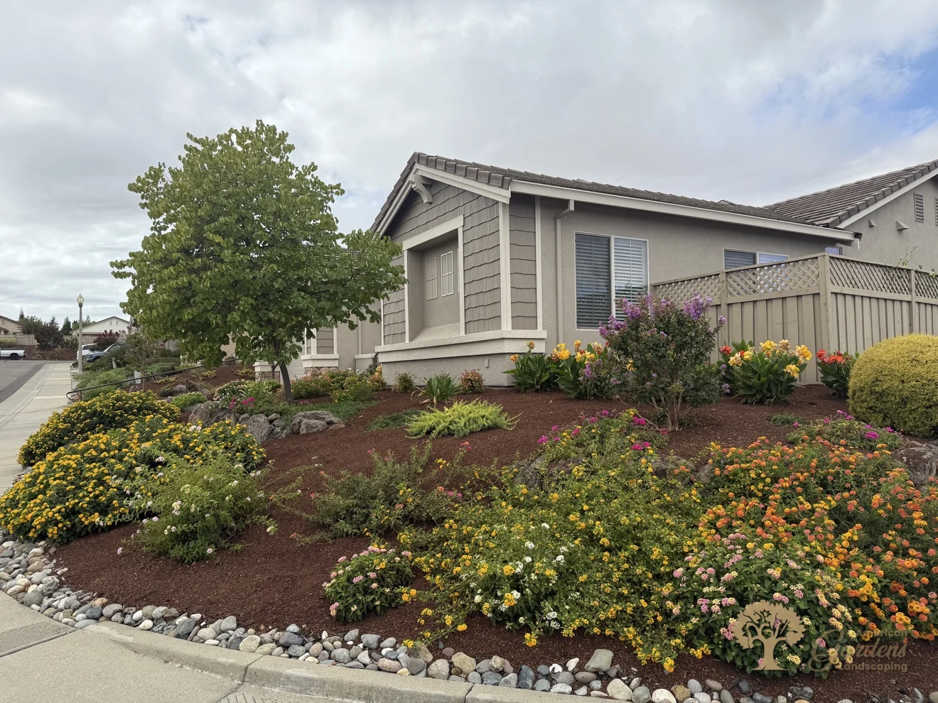 A wide view of a Roseville front yard with a leafy street tree, layered flowering lantana beds, fresh mulch and a river-rock border along the sidewalk, by American Gardens Landscaping.