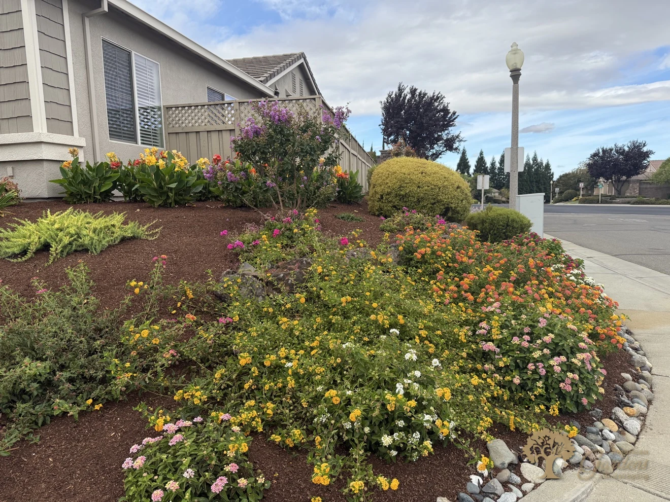 A corner Roseville front yard with colorful lantana beds, a shaped golden shrub, fresh mulch and a river-rock border curving along the sidewalk, by American Gardens Landscaping.
