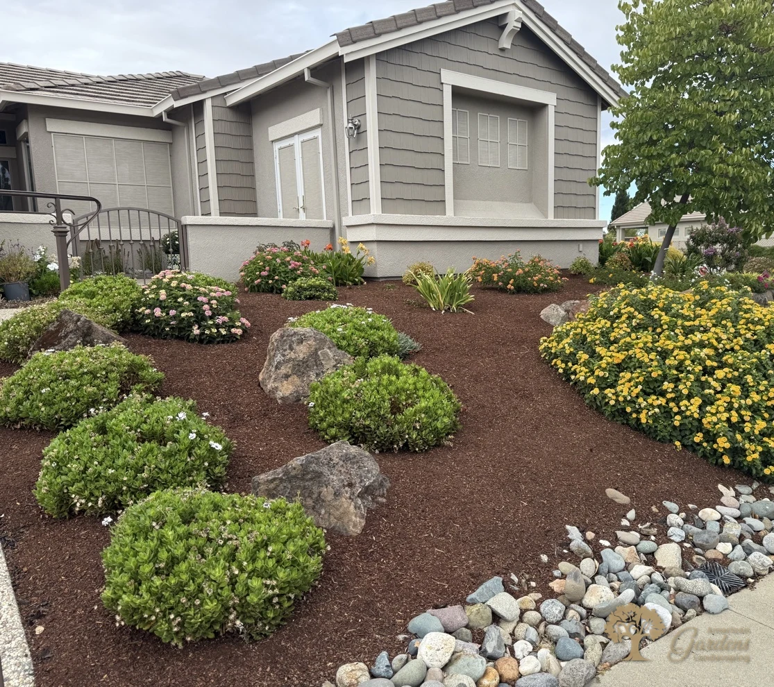 A Roseville front yard bed with rounded green shrubs, natural boulders and a mass of yellow lantana over fresh mulch beside a river-rock border, by American Gardens Landscaping.