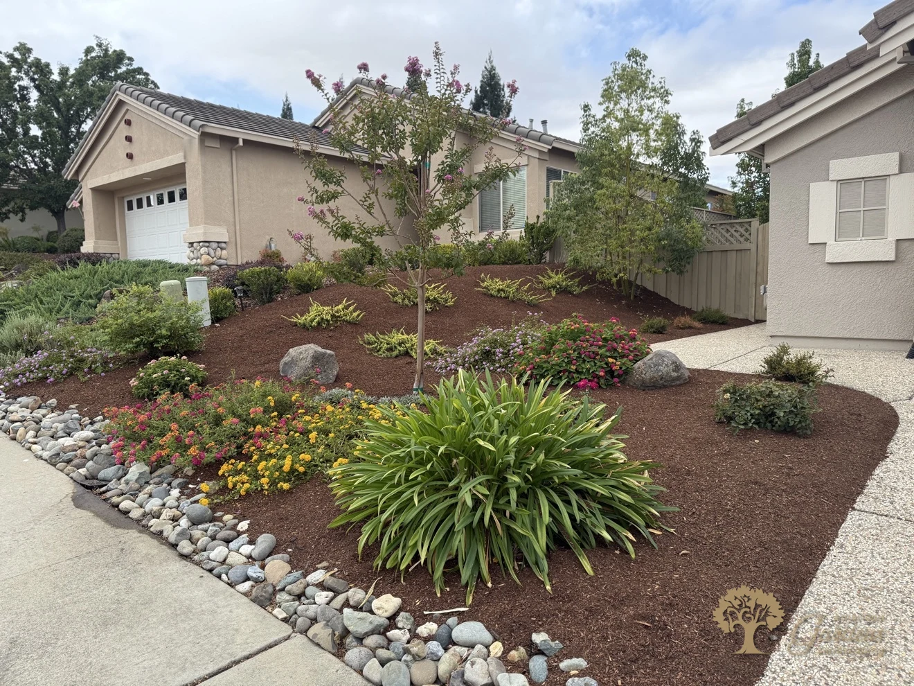 A Roseville front yard slope planted with a young crape myrtle, flowering shrubs and a large green agapanthus over fresh mulch with a river-rock border along the sidewalk, by American Gardens Landscaping.
