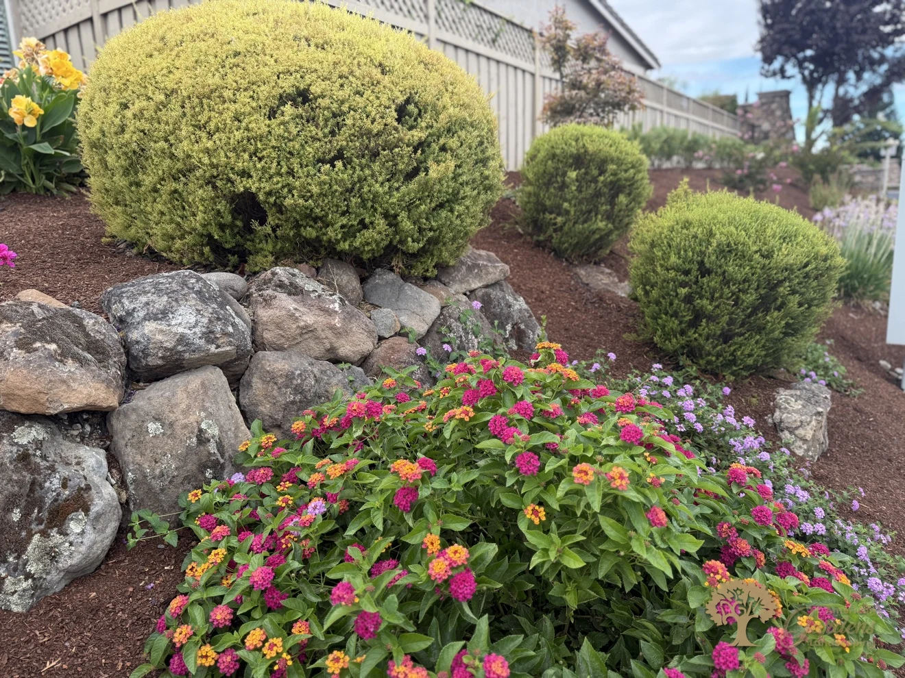 A close-up of a Roseville front yard bed with natural boulders, neatly shaped shrubs and magenta and orange lantana in full bloom over fresh mulch, by American Gardens Landscaping.