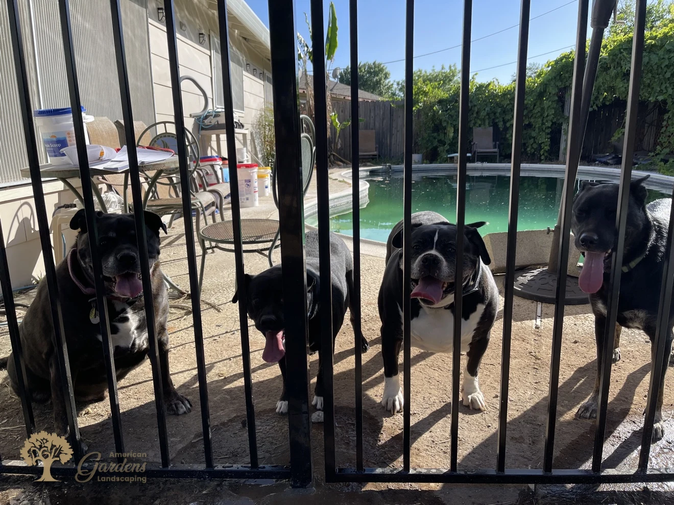New black metal pool gate installed with the fence replacement in Sacramento – American Gardens Landscaping