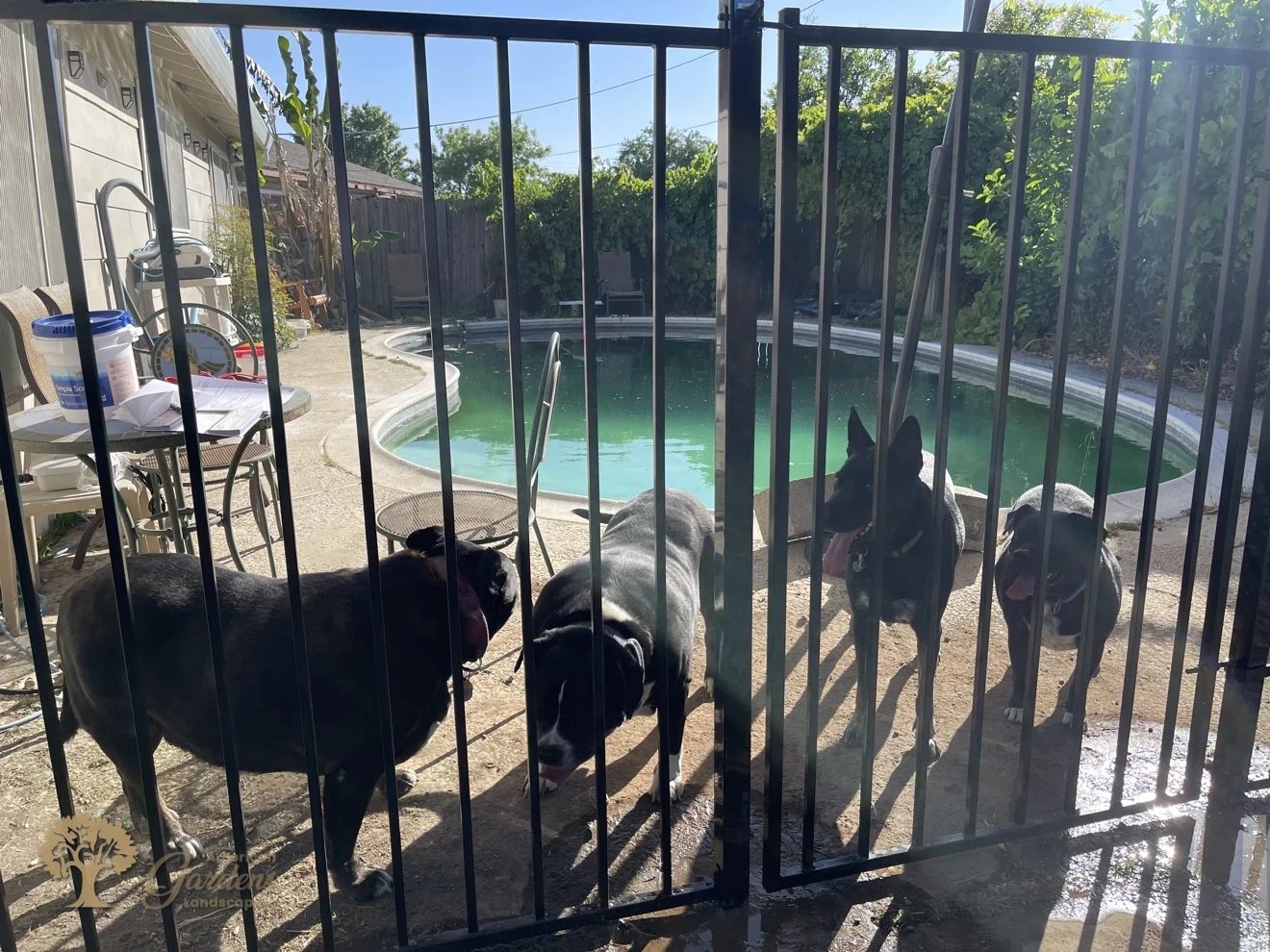 Carmichael Metal Pool Fence – American Gardens Landscaping