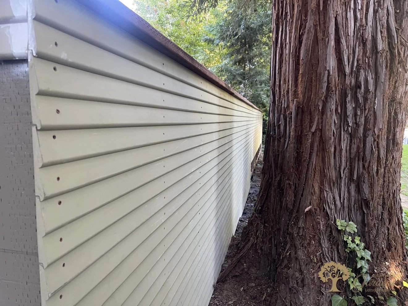 The finished painted fence panels curving past a large redwood trunk in Sacramento, with neat screw rows, built by American Gardens Landscaping