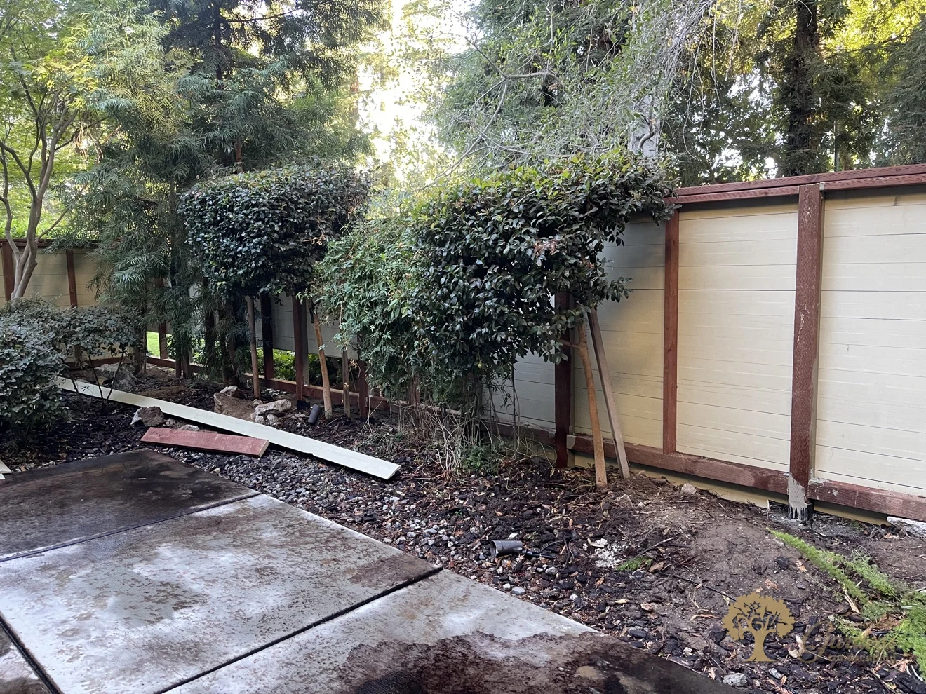 The finished replacement fence seen from the patio side in Sacramento, painted panels between pressure-treated posts and rails with espaliered trees in front, built to HOA rules by American Gardens Landscaping