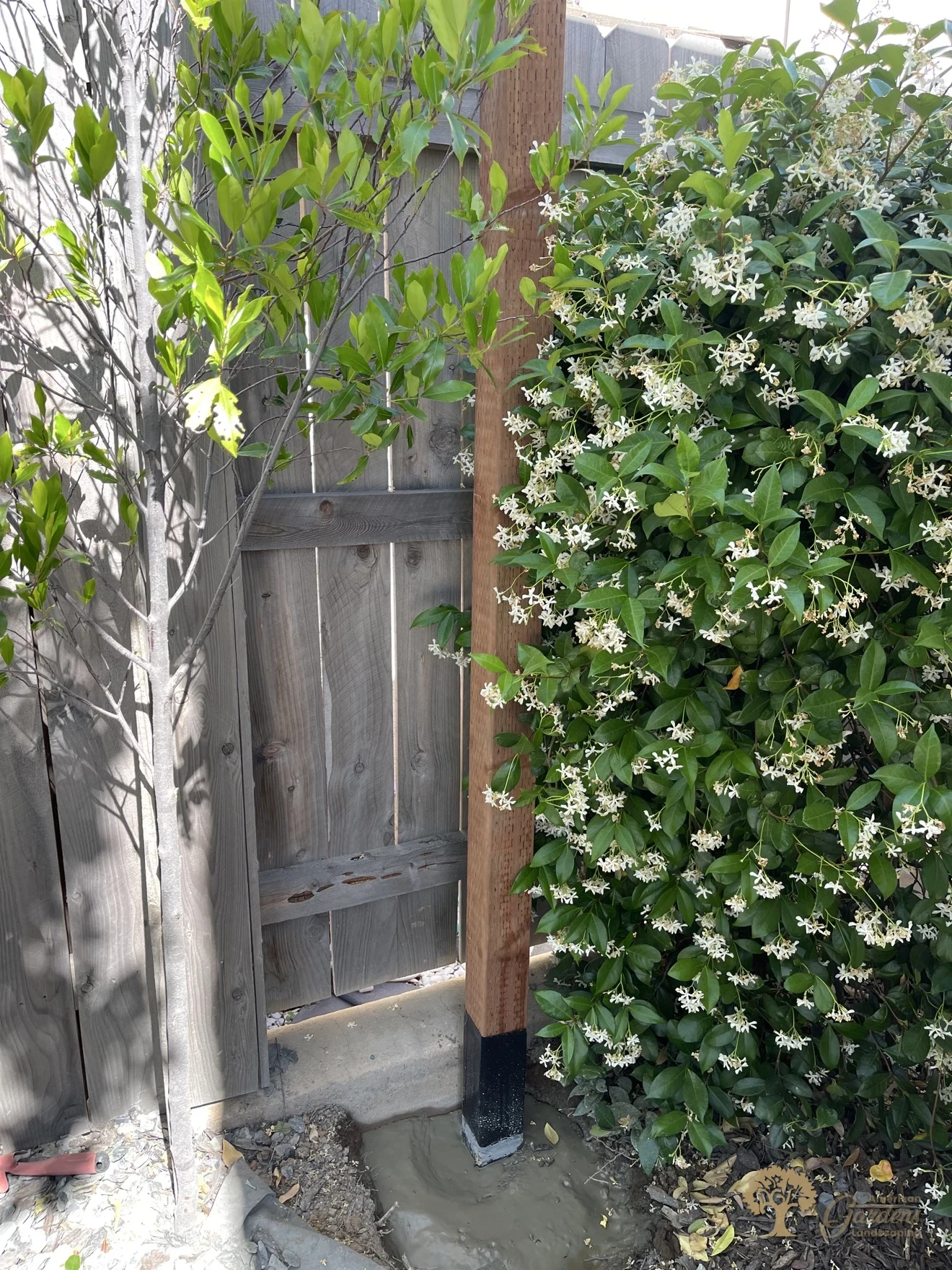 Folsom Redwood Lattice Privacy Screen – American Gardens Landscaping