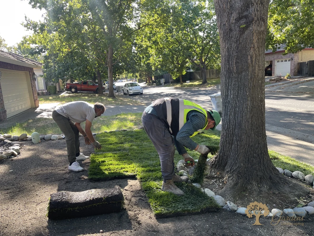 An American Gardens Landscaping crew member in a hi-vis vest fitting fresh sod pieces around the oak tree during the new lawn installation in Folsom