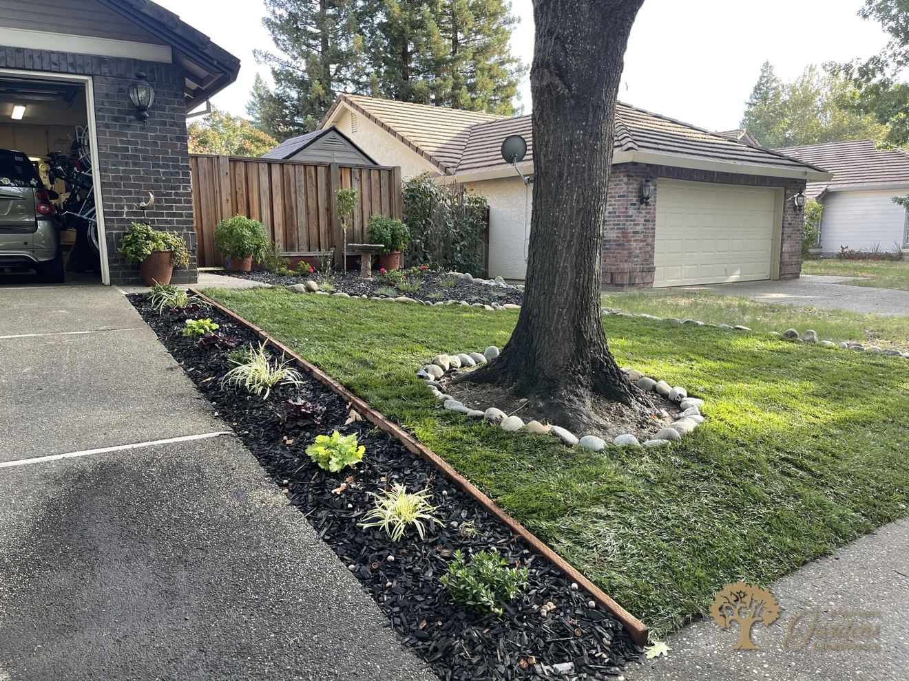 The finished Folsom front yard seen from the street, a lush new sod lawn with a new bark-mulch planting bed along the driveway and a rock ring at the oak tree, by American Gardens Landscaping