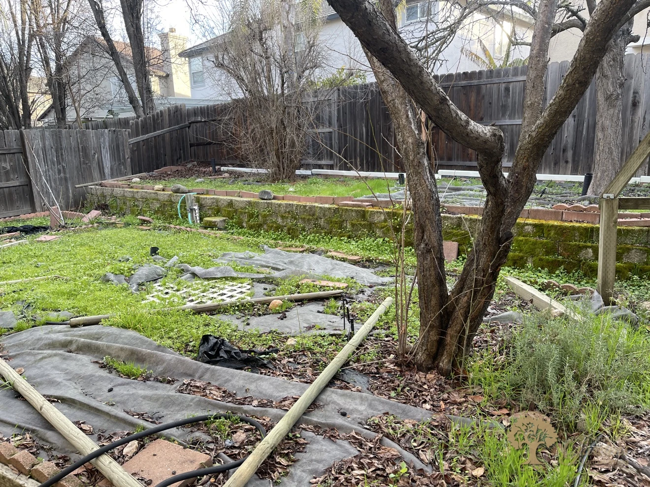 Backyard before cleanup and artificial grass installation in Folsom – American Gardens Landscaping