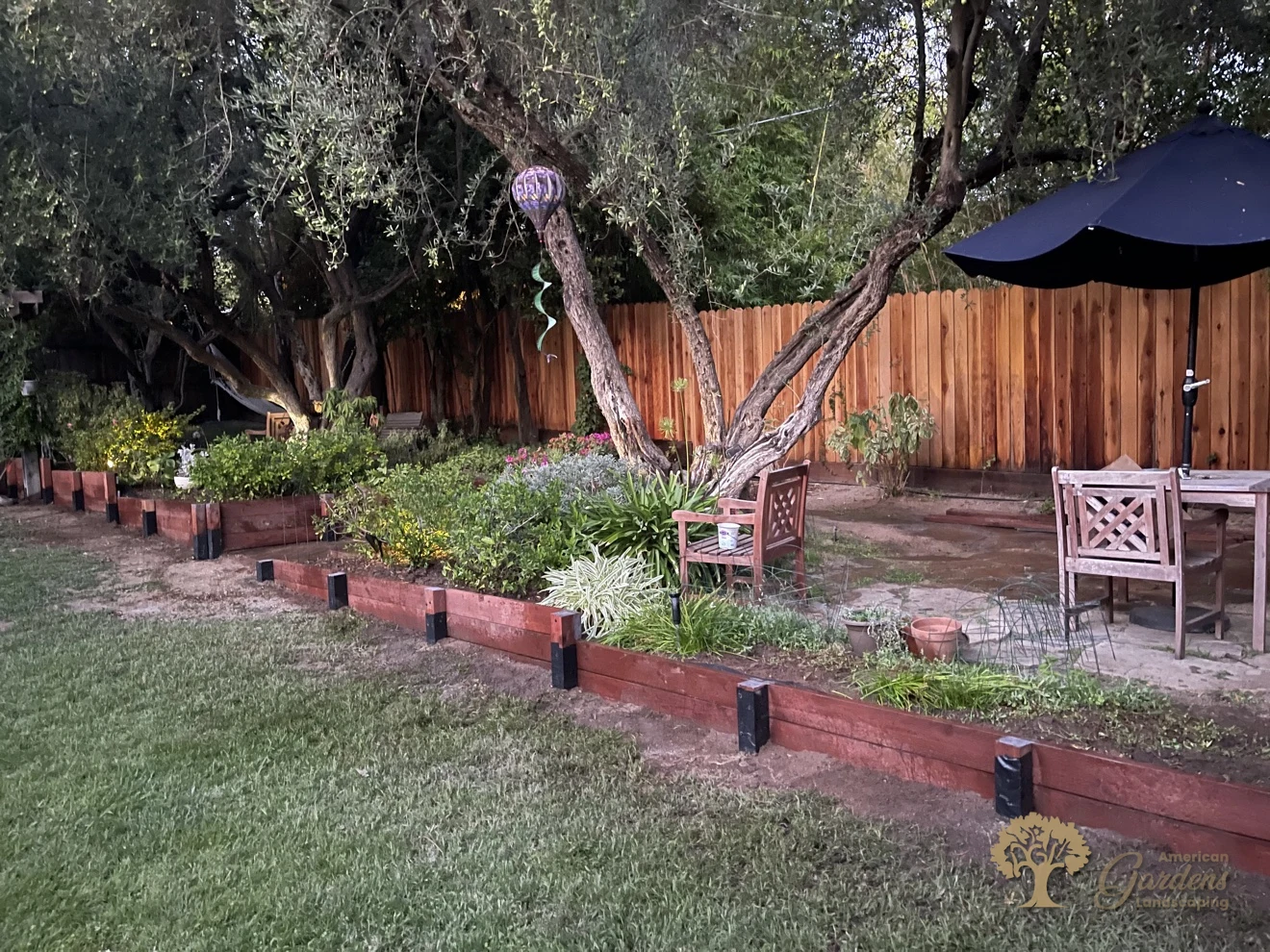 The finished pressure-treated timber retaining wall at dusk, running along the lawn under mature olive trees in Fair Oaks, built by American Gardens Landscaping