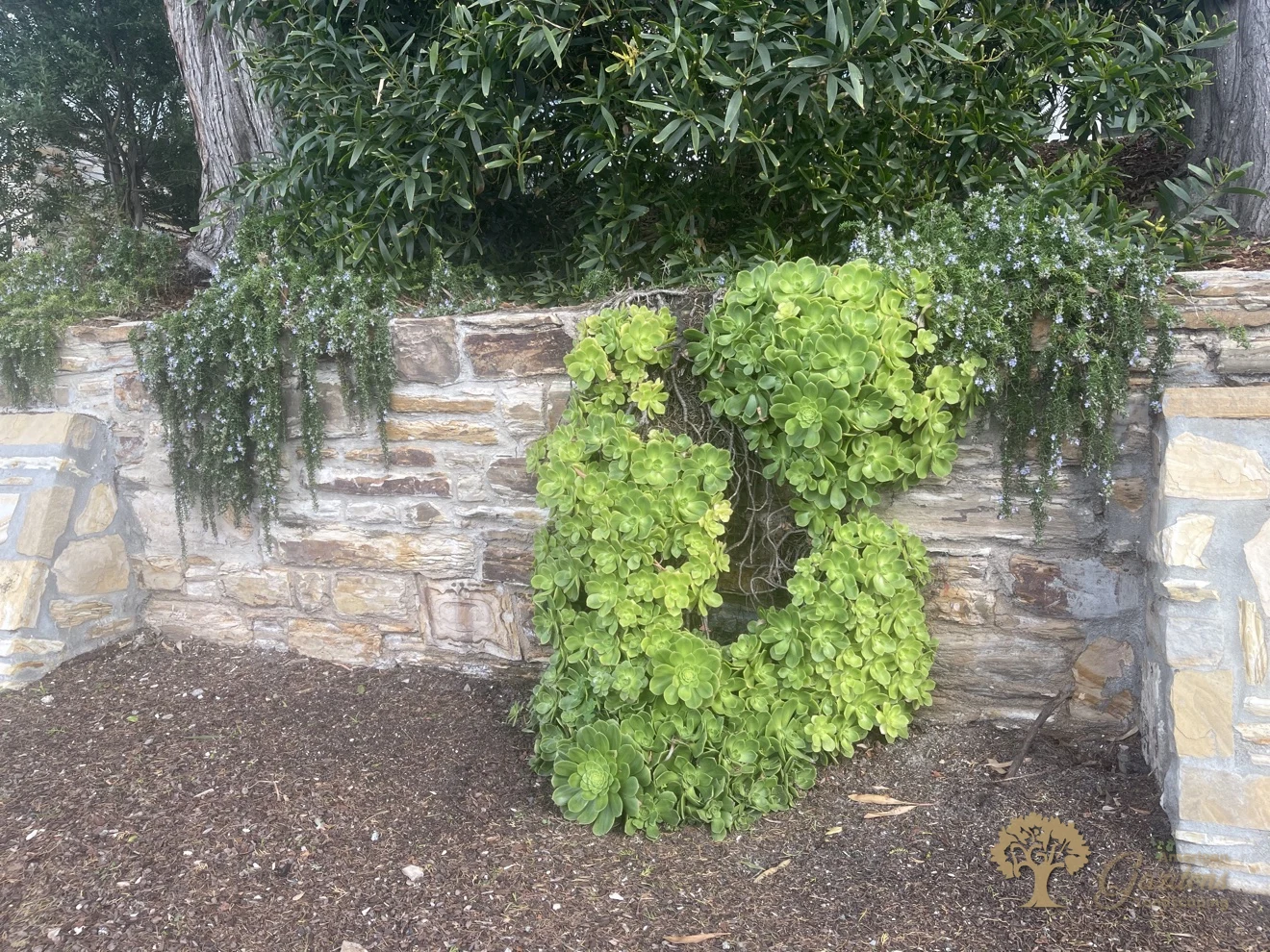 Natural stone retaining wall with succulent planting – American Gardens Landscaping
