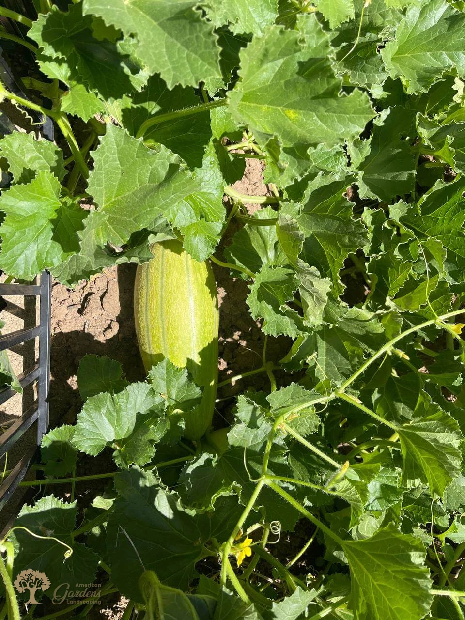 American gardens landscaping vegetables project 1