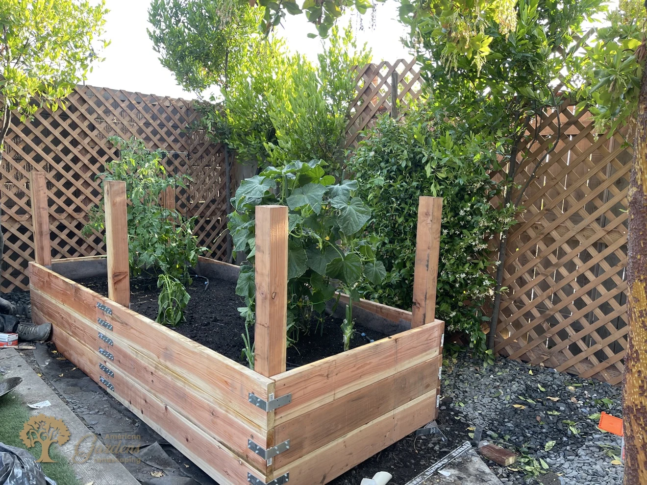 Redwood raised bed planter box newly planted with tomatoes and cucumbers – American Gardens Landscaping