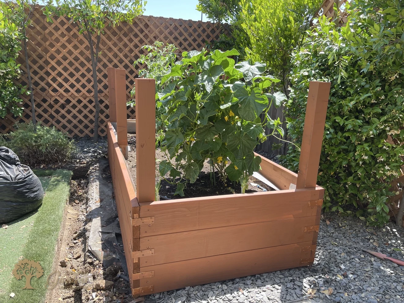 Raised bed planter box with lush cucumber plants, end view – American Gardens Landscaping