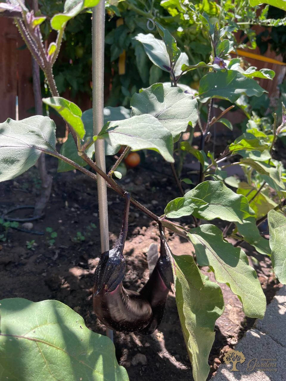 American gardens landscaping vegetables project 3