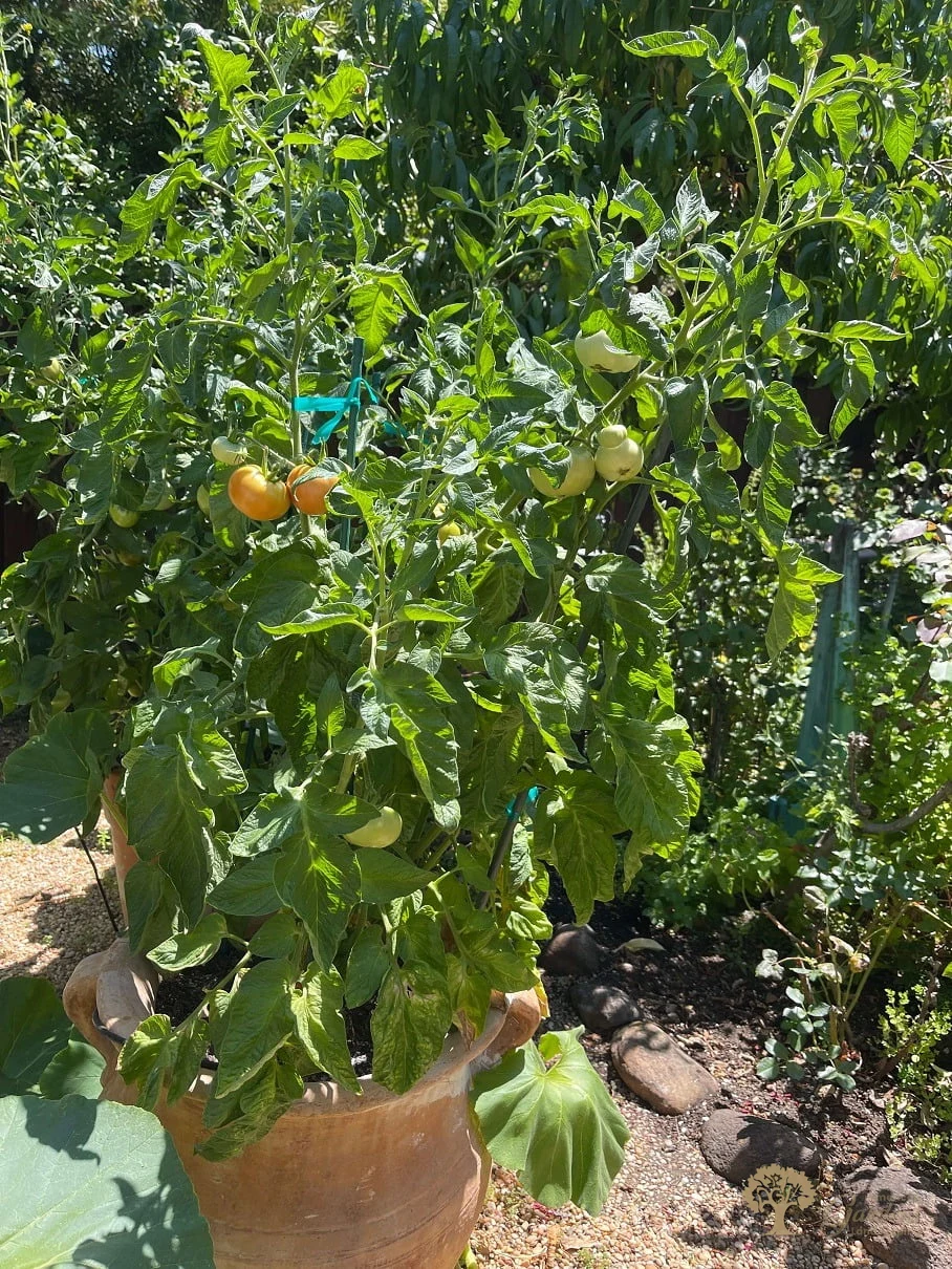 American gardens landscaping vegetables project 4